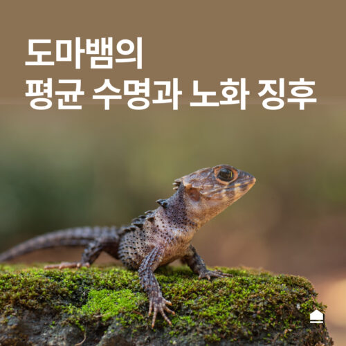 도마뱀의 평균 수명과 노화 징후, 건강 관리 팁