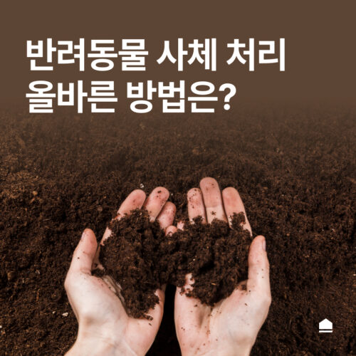 반려동물 사체 매장, 불법인가요? 올바른 사체 처리 방법 안내