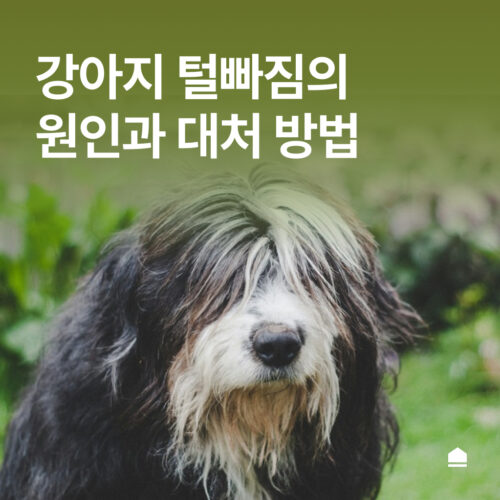 강아지 털빠짐 심한 이유 5가지와 대처법