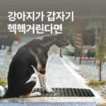 “숨을 갑자기 빨리 쉬어요” 강아지 호흡곤란 원인은?