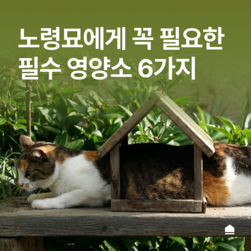 노령묘에게 꼭 필요한 고양이 영양소 6가지