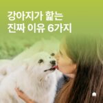 강아지 핥는 이유 알아보자! 6가지 이유와 주의사항