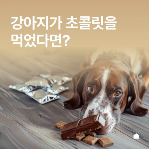 강아지가 초콜릿을 먹었다면? 보호자가 해야 할 응급 조치