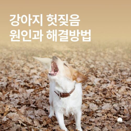 강아지 헛짖음의 원인과 해결 방법 : 올바른 훈련으로 문제 해결하기