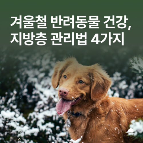 겨울철 반려동물의 건강과 지방층 관리법 4가지