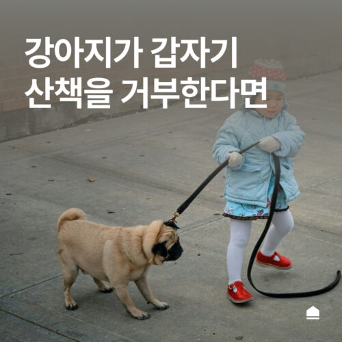 강아지 산책 거부 이유와 해결 방법