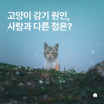 고양이 감기 원인, 사람 감기와 다른 점은?