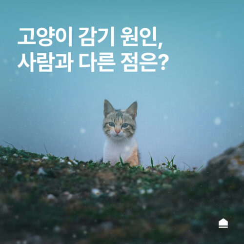 고양이 감기 원인, 사람 감기와 다른 점은?