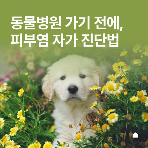 강아지 피부염, 병원에 가기 전에 알아야 할 진단법