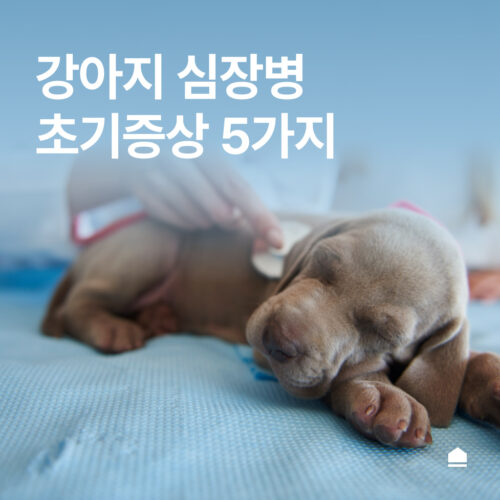 강아지 심장병 초기 증상 5가지, 보호자가 알아야 할 시그널