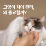 고양이 치아 관리, 왜 중요할까?