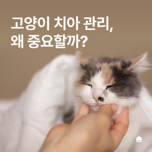 고양이 치아 관리, 왜 중요할까?