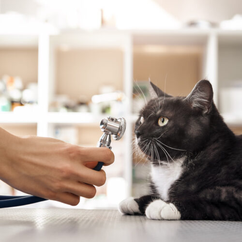 고양이 당뇨병, 왜 발생할까?